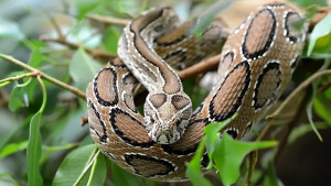 ধান ক্ষেতে মিলল ৩টি রাসেলস ভাইপার, আতঙ্ক