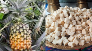 মধুপুরের আনারস ও ব্রাহ্মণবাড়িয়ার ছানামুখী পেল জিআই সনদ