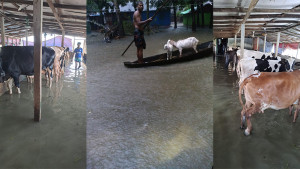 নোয়াখালীতে ৩ লক্ষাধিক গবাদি পশুপাখির মৃত্যু