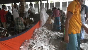 হাত বদলে বাড়ছে ইলিশের দাম