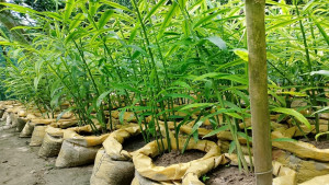 জনপ্রিয় হচ্ছে বস্তায় আদা চাষ পদ্ধতি