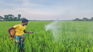 গ্লাভস মাস্ক না পরেই জমিতে সার কীটনাশক