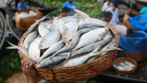 দুর্গাপূজায় ভারত যাচ্ছে ৩ হাজার টন ইলিশ