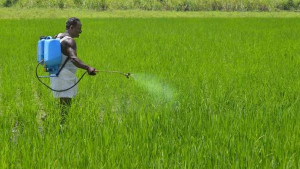 গ্লাভস-মাস্ক না পরেই জমিতে সার-কীটনাশক প্রয়োগ স্বাস্থ্যঝুঁকিতে কৃষক