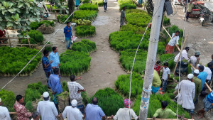 জমে উঠেছে চারার হাট জাত বাছাইয়ে দুশ্চিন্তা
