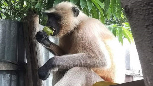 জনপদে ঘুরে বেড়াচ্ছে মুখপোড়া হনুমান