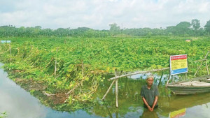 বিলে বিষমুক্ত সবজির বাগান