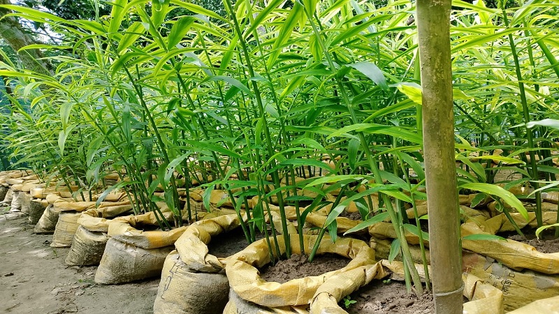 জনপ্রিয় হচ্ছে বস্তায় আদা চাষ পদ্ধতি জনপ্রিয় হচ্ছে বস্তায় আদা চাষ পদ্ধতি