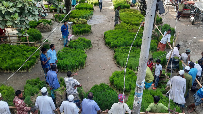 জমে উঠেছে চারার হাট জাত বাছাইয়ে দুশ্চিন্তা জমে উঠেছে চারার হাট জাত বাছাইয়ে দুশ্চিন্তা