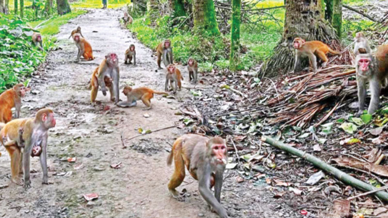 সাত গ্রামে বানরের উৎপাত সাত গ্রামে বানরের উৎপাত