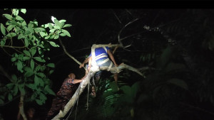 গভীর রাতে মগডালে উঠে অজ্ঞান যুবক, নামাল ফায়ার সার্ভিসের কর্মীরা