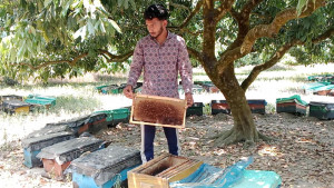 মৌয়ালদের ৩৮ থেকে ৪৫ লাখ টাকার ক্ষতি 