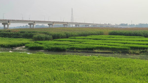 ধরলা-বারোমাসি নদীর বুকে বোরো ধান-ভুট্টার আবাদ