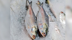 অনলাইনে ইলিশ বেচার নামে প্রতারণা