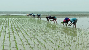 ক্ষতির কবলে কৃষক, নেই সুরক্ষা বলয়