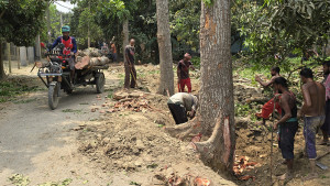 চারঘাটে বিএনপি নেতাদের বিরুদ্ধে সড়কের গাছ কাটার অভিযোগ