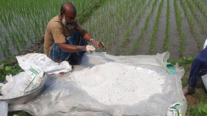 সবজিতে অনিয়ন্ত্রিত কীটনাশক