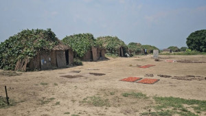 ভিটা ছেড়ে দুর্গম হাওরে খলাবাড়ির বর্গাচাষিরা