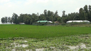 কৃষিজমিতে বাড়ি, পুকুর খনন