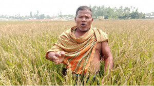 ইটভাটার বিষাক্ত ধোঁয়ায় ১৭ একরের ধান চিটা
