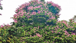 সবুজের ক্যানভাসে বেগুনি ফুলের দোল