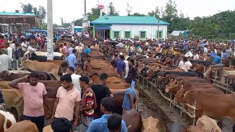 হাতিয়ায় ইজারাকৃত গরুর হাটের পাশে জোর পূর্বক বাসানো হয়েছে বিকল্প হাট হাতিয়ায় ইজারাকৃত গরুর হাটের পাশে জোর পূর্বক বাসানো হয়েছে বিকল্প হাট