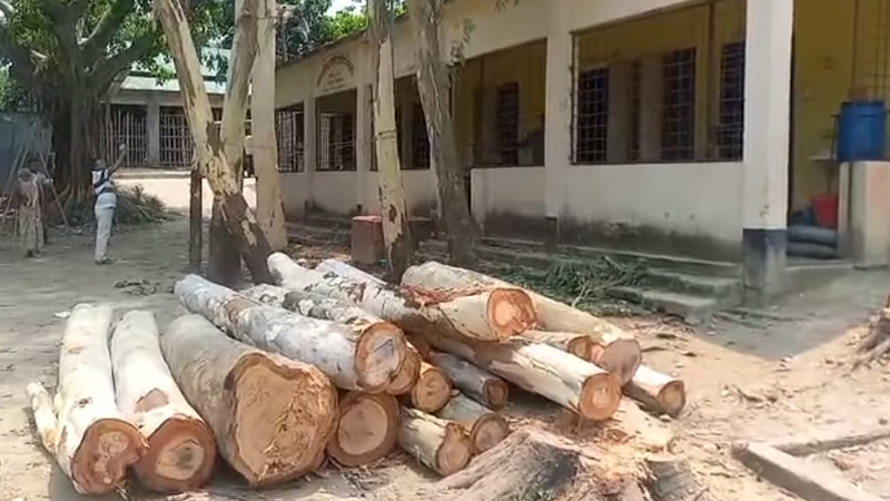 বিদ্যালয়ের ১৮টি গাছ বিক্রি করলেন প্রধান শিক্ষক বিদ্যালয়ের ১৮টি গাছ বিক্রি করলেন প্রধান শিক্ষক