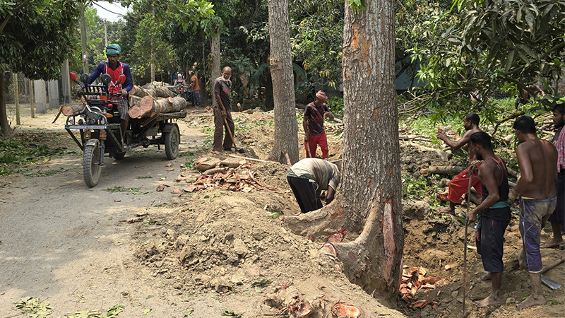 চারঘাটে বিএনপি নেতাদের বিরুদ্ধে সড়কের গাছ কাটার অভিযোগ চারঘাটে বিএনপি নেতাদের বিরুদ্ধে সড়কের গাছ কাটার অভিযোগ