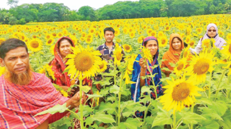 ঊর্ধ্বমুখী হাসি সূর্যমুখীর ঊর্ধ্বমুখী হাসি সূর্যমুখীর