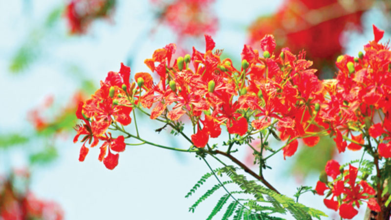 এই সময়ের ফুল এই সময়ের ফুল