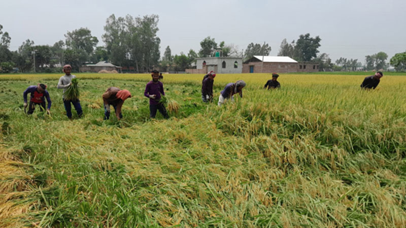 ফলন ও দাম ভালো হলেও চোখ রাঙাচ্ছে কালবৈশাখী ফলন ও দাম ভালো হলেও চোখ রাঙাচ্ছে কালবৈশাখী