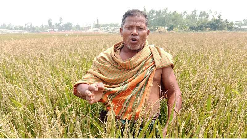ইটভাটার বিষাক্ত ধোঁয়ায় ১৭ একরের ধান চিটা ইটভাটার বিষাক্ত ধোঁয়ায় ১৭ একরের ধান চিটা