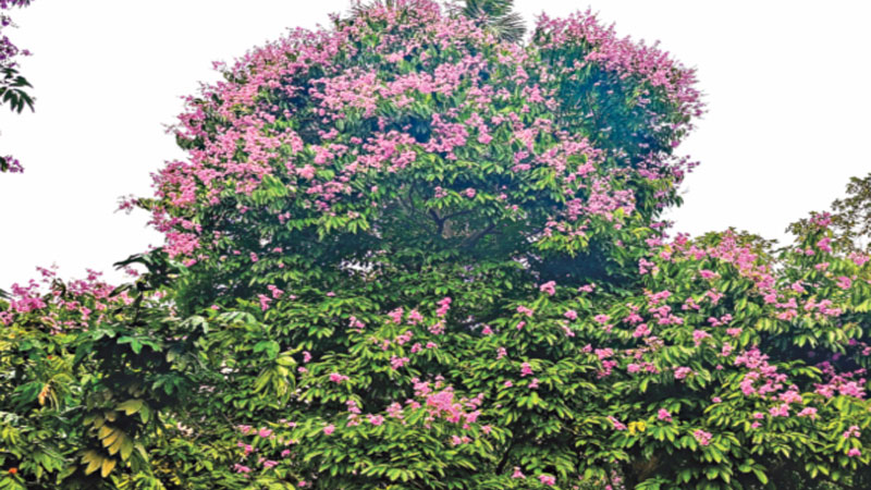 সবুজের ক্যানভাসে বেগুনি ফুলের দোল সবুজের ক্যানভাসে বেগুনি ফুলের দোল