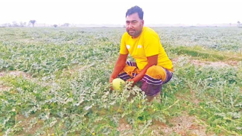 বাড়ি তাদের সুবর্ণচর, তরমুজ চাষ করেন মিরসরাইয়ে বাড়ি তাদের সুবর্ণচর, তরমুজ চাষ করেন মিরসরাইয়ে