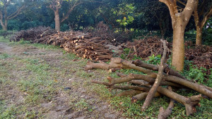 ৭০০ গাছ কেটে নিল কারা জানে না প্রশাসন
