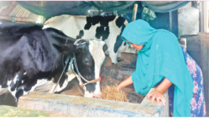 এক উপজেলায় বছরে ২২৫ কোটি টাকার দুধ বিক্রি