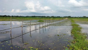 চিথলিয়া বিলে শঙ্কার ছায়া