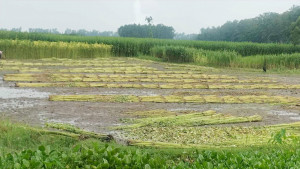 জমি নিয়ে বিরোধে পাট জাগ দিতে বাধা