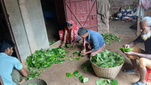 অর্থ সংকটে ঐতিহ্যবাহী বাংলা পান চাষ ছাড়ছে বাড়ৈ সম্প্রদায়