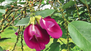 শঙ্খপুষ্প নাম তার