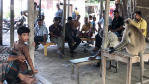 মানুষের সঙ্গে সখ্য গড়েছে হনুমানটি