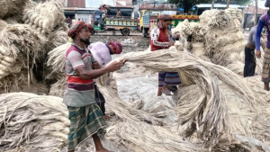 চলনবিলে পাটের সুদিন ফিরছে