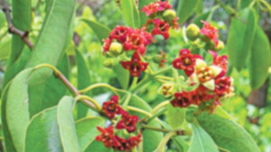 শরৎ সেজেছে চন্দন পুষ্পে