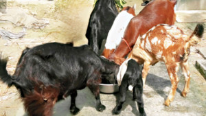 বরগুনায় অজানা রোগে মরছে ছাগল