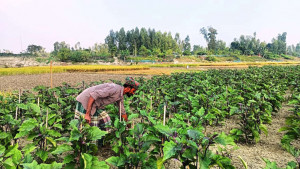 বেগুন গাছে ভাইরাস, দুশ্চিন্তায় চাষি
