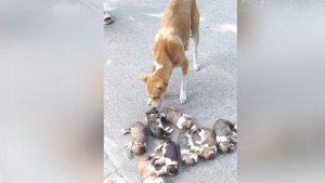 আট ছানাকে ডুবিয়ে হত্যা, মা কুকুরের আর্তনাদ
