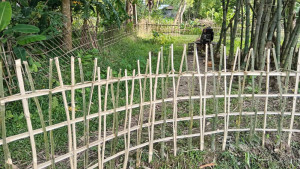 প্রভাবশালীর বাঁশের বেড়ায় আটকা চলাচলের রাস্তা
