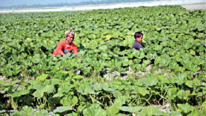 তিস্তার চরে স্বপ্ন বুনছেন কৃষকরা
