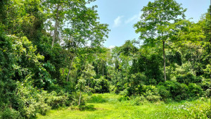 ডিসিদের বনের ইজারার ক্ষমতা বন্ধ, গাছ কাটায় অনুমতি বাধ্যতামূলক