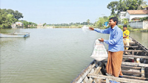 ক্ষেতের সার মাছচাষির পুকুরে
